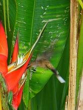 Long-billed Hermit